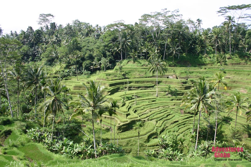 Indonesië Rondreis Java Bali Hoogtepunten