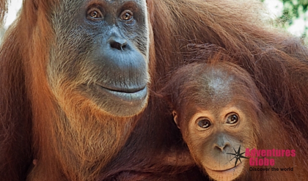 mother-child-orang-oetan