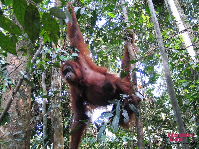 Orang Oetan Borneo