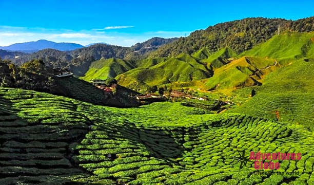 cameron-highlands5