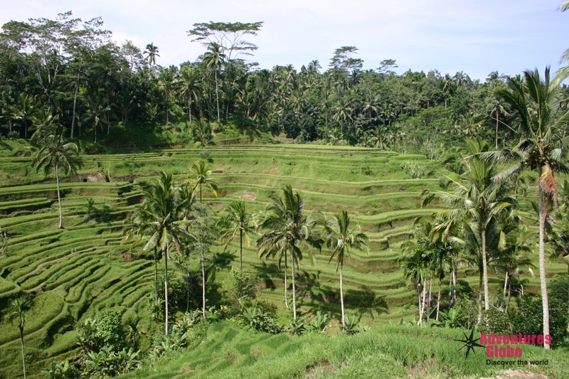 De Sawa’s van Bali