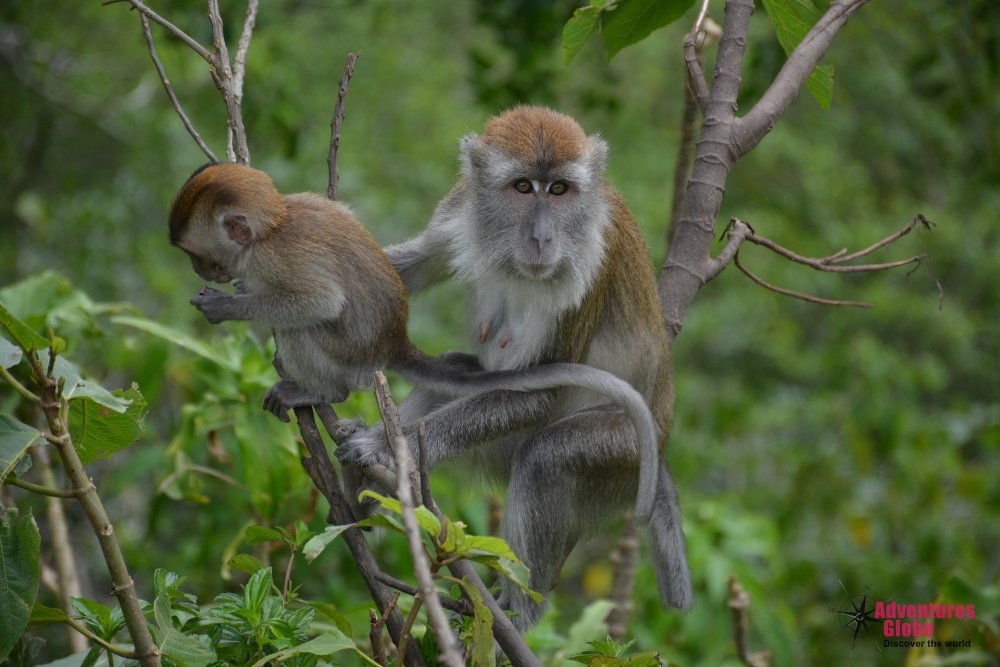 Maleisië Bouwsteen Taman Negara