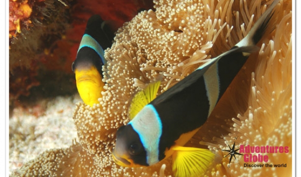Seychellen-vissen