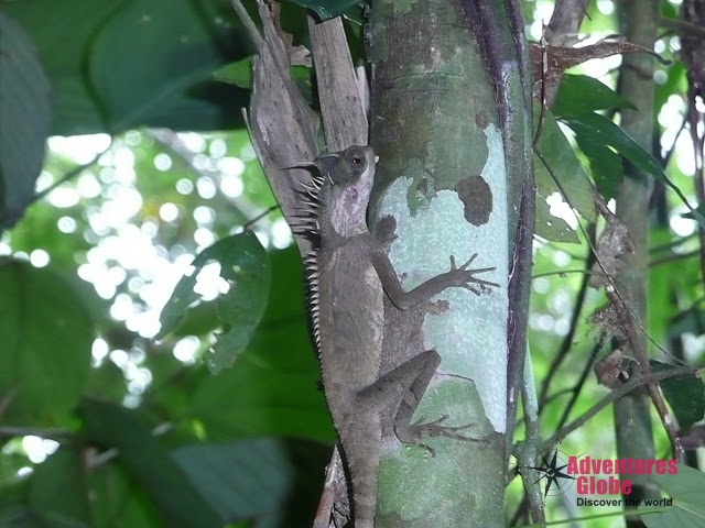 Khao Sok Tree Tops & White Sandy Beaches Thailand